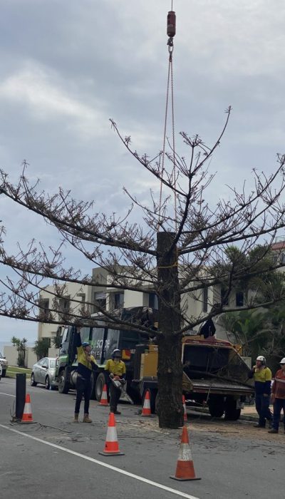 Heavy Commercial - Crane Tree Removal Queensland, Australia