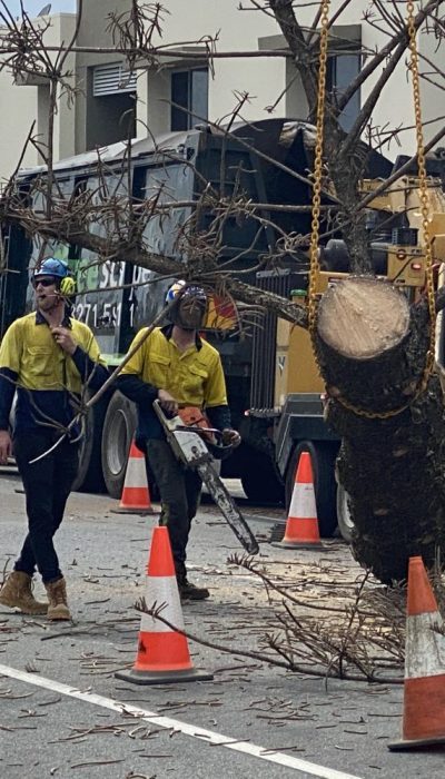 Heavy Commercial - Crane Tree Removal Queensland, Australia