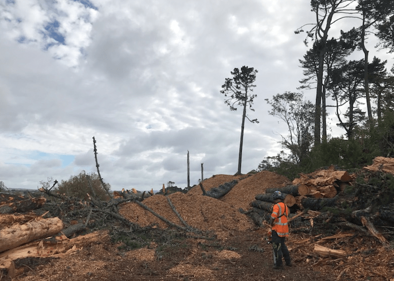 Western Springs Restoration Project - Tree Removal