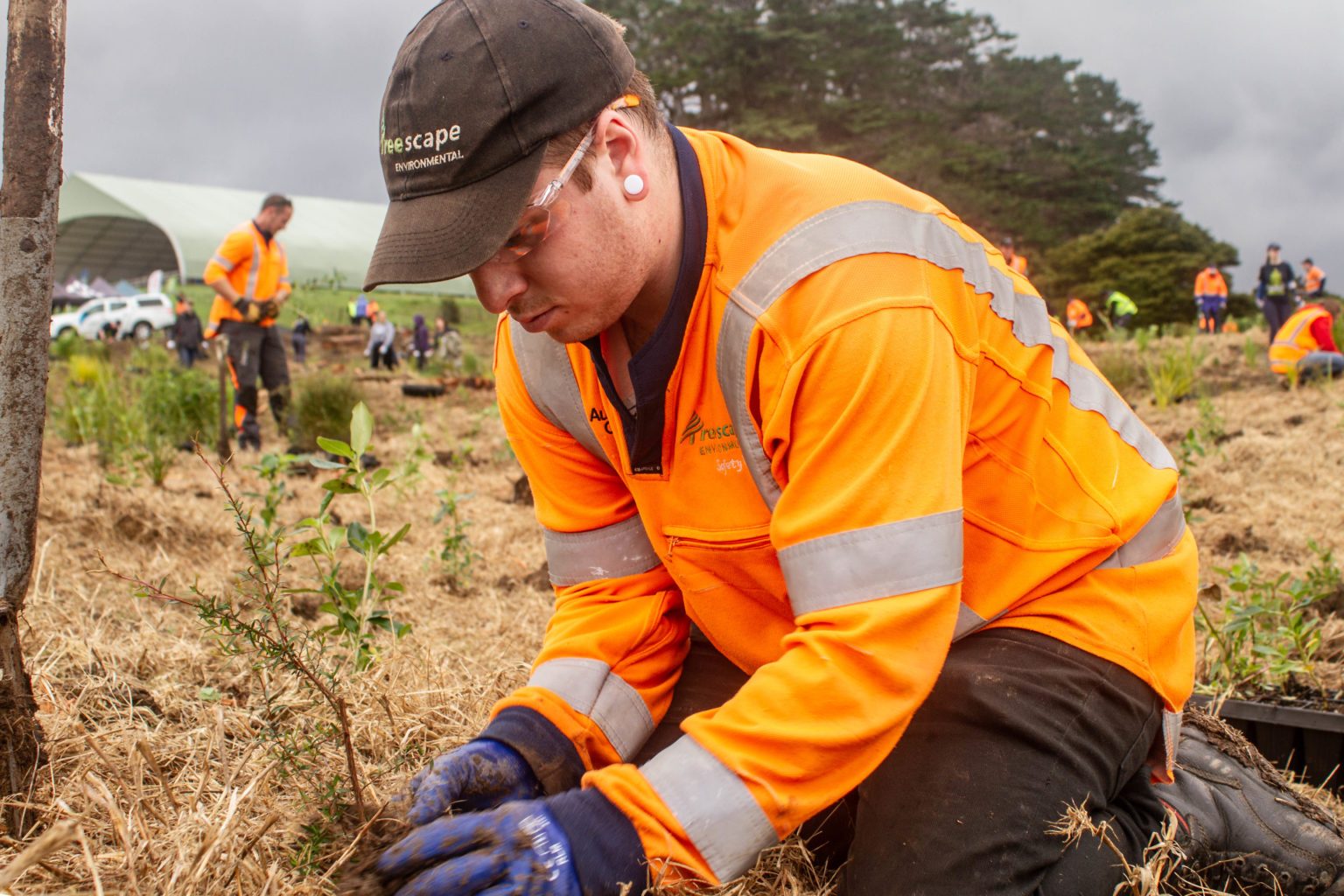 kiwi-gardens-tree-planting-guide-maintenance-tips-treescape